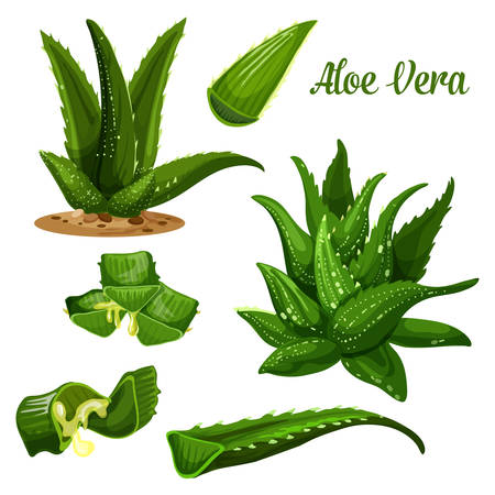 Aloe Vera vector botanical illustration of plant and leaf cut with juice drops flow. Aloe Vera design for cosmetic gel, cream, medical treatment and herbal drinks products packageのイラスト素材