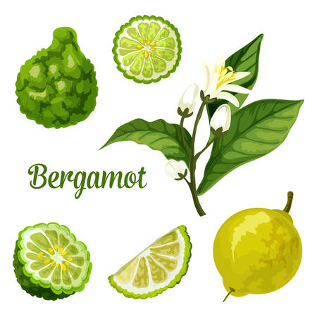 Bergamot orange fruit vector botanical illustration of whole and cut slice fruits with blossom. Bergamot or kaffir lime citrus design for herbal tea and essential oil product packageのイラスト素材