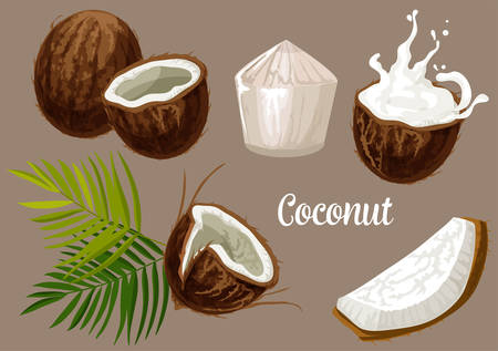 Coconut with milk splash, vector coco nut fruits with palm leaf. Whole and cracked coconut with juicy flesh meat drops for dessert, drink and oil package designのイラスト素材