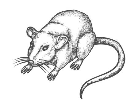 Mouse or rat sketch, vector hand drawn illustration of rodent animal. House mouse or wild rat realistic pencil sketch drawing, domestic pet or deratization and extermination iconのイラスト素材