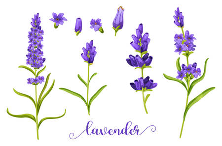 Lavender flower in realistic watercolor. Herb bunch of lavandula for bouquet element. Twig and stem of blossom plant. Foliage of spring and summer flower. Decoration and fragrance. Flora and natureのイラスト素材