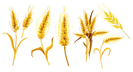 Set of isolated ear spica or wheat spikes, spikelet in watercolor. Realistic farm plant with seeds or grain, agriculture sheaf for flour. Cereal spike. Organic food, bread and harvest,field crop themeのイラスト素材