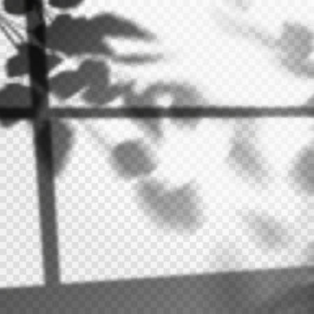 Leaves of tree shadow through window with light