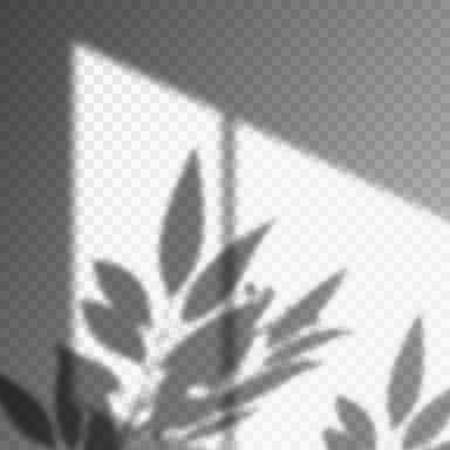 Leaf or plant shadow on transparent backgroundのイラスト素材