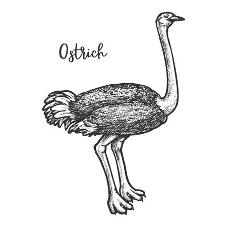 Sketch of common, Somali, Asian ostrich vectorのイラスト素材