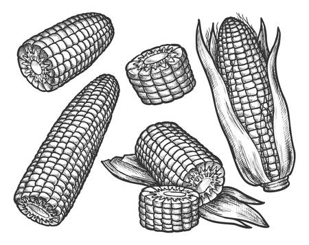 Vintage sketch of corn cob with grains. Maizeのイラスト素材