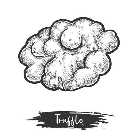 Isolated truffle vector illustration design fruiting bodyのイラスト素材