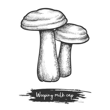 Sketch of autumn mushroom. Weeping milk capのイラスト素材