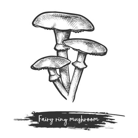 Sketch of forest or wood mushroom in fairy ring form. Marasmius edible shroom or eatable plant. Vintage sign or icon of fungi. Natural food. Culinary and botany, biology and nature, cook themeのイラスト素材