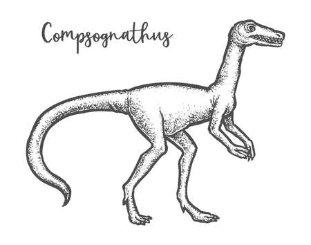 Compsognathus longipes dinosaur sketch. Dino vector illustrationのイラスト素材