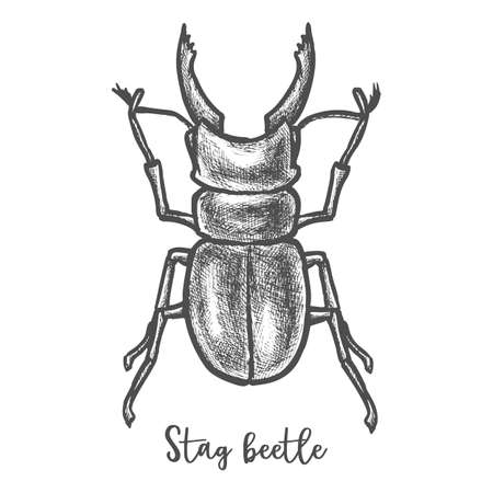 Stag beetle sketch or cervus lucanus illustrationのイラスト素材