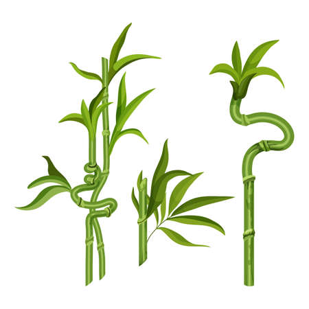 Lucky bamboo sprouts, Chinese or Japanese treeのイラスト素材