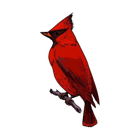 Sketch of northern cardinal or redbird vector iconのイラスト素材