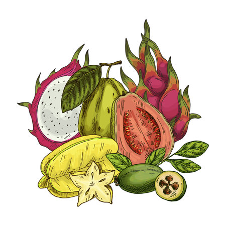 Vector sketch of sellowiana feijoa, tropical guava. Exotic carambola or dragon fruit. Organic pitaya or pitahaya. Illustration with guavasteen and star plant. Sweet desert and tropical vitamin theme.のイラスト素材