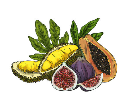 Vector sketch illustration of durian, fig and papaya. Hand drawn fetus of durio and papaw. Clipart with pawpaw. Edible fruit image. Vegan and vegetarian nutrition. Natural and organic vitamin food.のイラスト素材