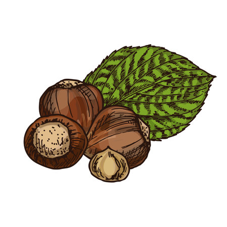 Sketch image of sliced hazelnut. Hand drawn cobnut clipart. Healthy filberts food. Snack for vegetarian or vegan culinary. Nuts for dessert cooking. Autumn gourmet. Agriculture and botany theme.のイラスト素材