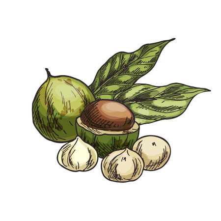 Macadamia nut vector illustration. Sketch of hawaii nut. Clipart of vegan and vegetarian natural food. Isolated sign of bushnut kernel. Agriculture and harvest, botany and nutrition, culinary theme.のイラスト素材