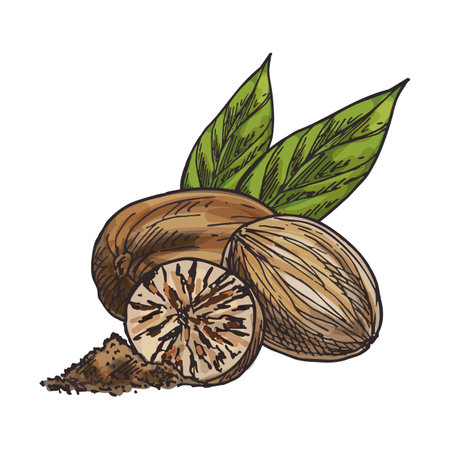 Nutmeg seed sketch isolated. Vector fragrant or true nut food for seasoning or spice. Sliced snack sign. Dried fruit for vegan or vegetarian gourmet. Hand drawn kernel. Botany and culinary theme.のイラスト素材