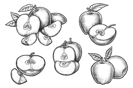 Set of vector realistic apple sketch. Fruit foodのイラスト素材