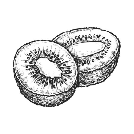 Sliced kiwi or cross section of kiwifruit. Vector sketch of exotic tropical fruit. Chinese gooseberry illustration for cooking or botany, biology book. Vegetarian nutrition or vegan diet. Organic foodのイラスト素材