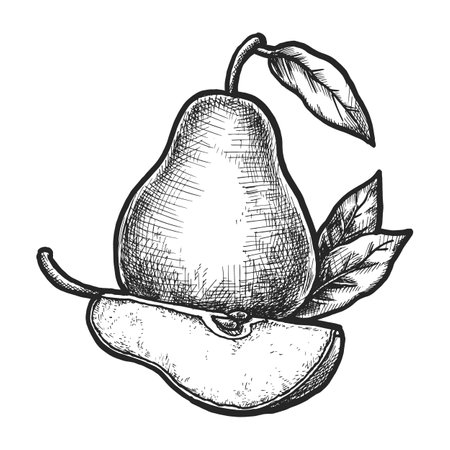 Pear sketch or vector fruit for juice. Hand drawn superfood for organic and natural diet. Agriculture harvest for jam ingredient. Vegan and vegetarian cuisine. Gardening and vitamin, grocery foodのイラスト素材
