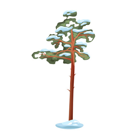 Sequoia tree at winter or redwood in snow. Vector evergreen flora for frosty landscape or nature wilderness element for cold season. National park or wild wood environment. Woodland metasequoia.のイラスト素材