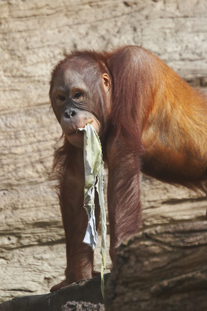monkey...の写真素材