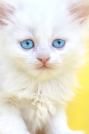 White kitten with blue eyes. On a yellow background.の写真素材