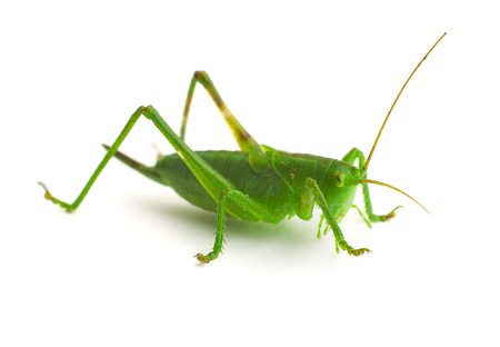Green grasshopper ...の写真素材