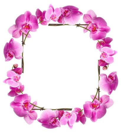 Framework from pink flowers on a white backgroundの写真素材