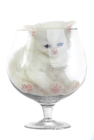 White kitten in a glass wine glass.の写真素材