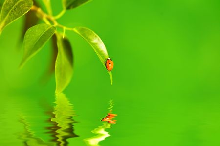 The small bug on a leaf of a plant. Reflected in water.の写真素材