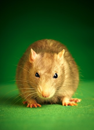 Rat on a green background...の写真素材