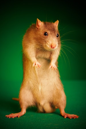 Rat on a green background...の写真素材