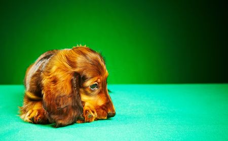 puppy dachshund on a green backgroundの写真素材