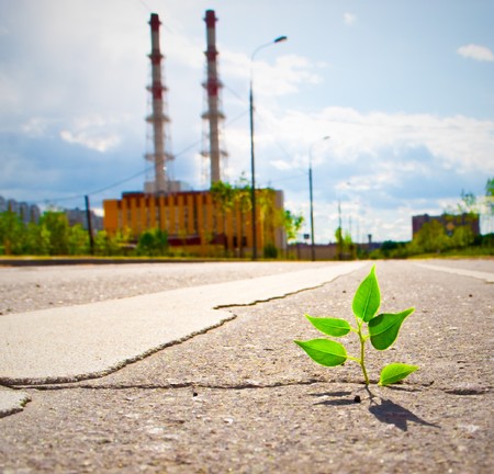 Young plant makes the way through asphalt on city road.の写真素材