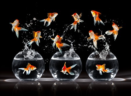 goldfishs jumps upwards from an aquarium on a dark backgroundの写真素材