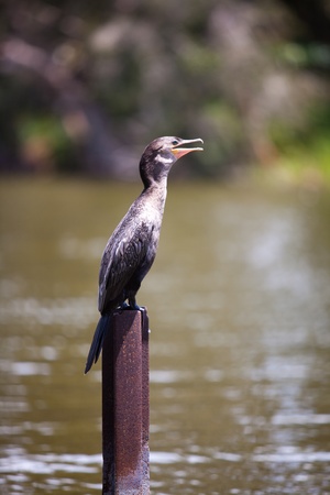cormorant (Phalacrocorax) sits near a reservoir.の写真素材
