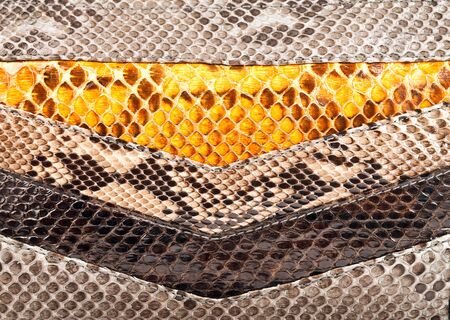 Background, texture of a skin of a snake close up