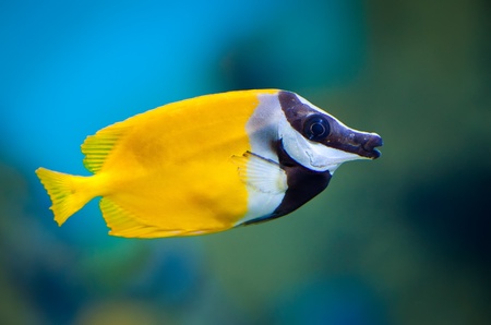 Siganus vulpinus in an aquarium on a green backgroundの写真素材