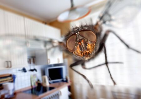Housefly close-up. Flying in kitchen.の写真素材