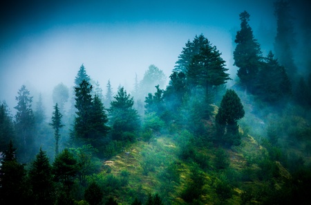 Fog in the morning forestの写真素材