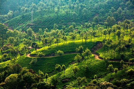 Landscape of the tea plantations in India, Kerala Munnar.の写真素材