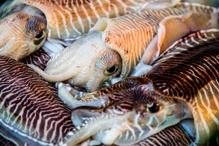 Seafood. Fresh squid tray ...の写真素材
