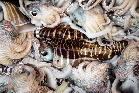Seafood. Fresh squid tray ...の写真素材