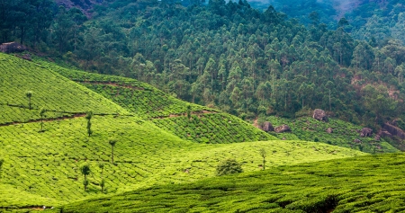 Landscape of the tea plantations in India, Kerala Munnar.