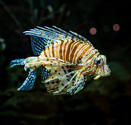 Pterois radiata in an aquarium on a dark background