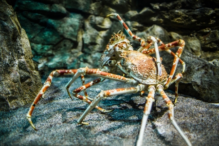 Giant Japanese spider crab- (Macrocheira kaempferi)の写真素材