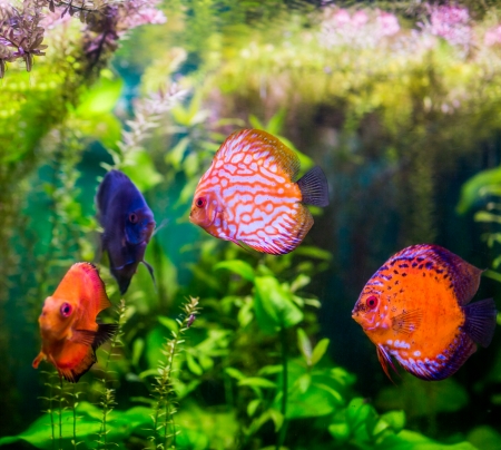 Symphysodon discus in an aquarium on a green backgroundの写真素材