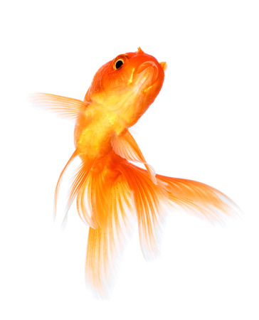 Gold fish isolated on a white background.の写真素材